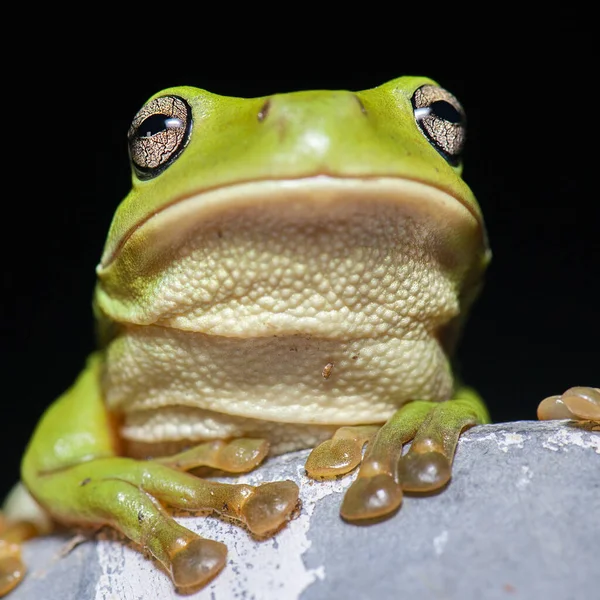 Australiano Green Tree Frog Também Conhecido Como Litoria Caerulea — Fotografia de Stock