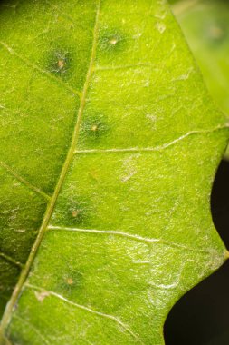 Gerçek bir makro yaprak dokusunun detaylı yakın çekimi