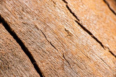 Gerçek bir makro ağaç dokusunun ayrıntılı yakın çekimi