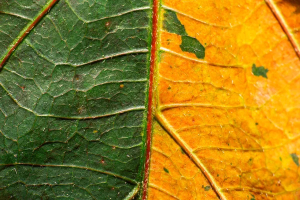 Natural Detailed Closeup Macro Texture Leaf — Stock Photo, Image