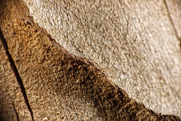Closeup Detalhado Uma Textura Árvore Macro Real — Fotografia de Stock
