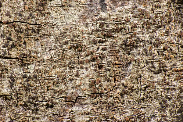 Closeup Detalhado Uma Textura Árvore Macro Real — Fotografia de Stock