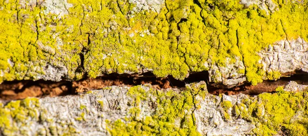 Szczegółowe Zbliżenie Rzeczywistej Struktury Makro Drzewa — Zdjęcie stockowe