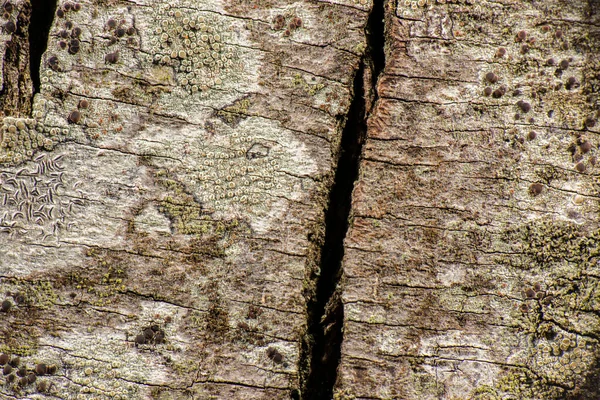 Primer Plano Detallado Una Textura Macro Árbol Real —  Fotos de Stock