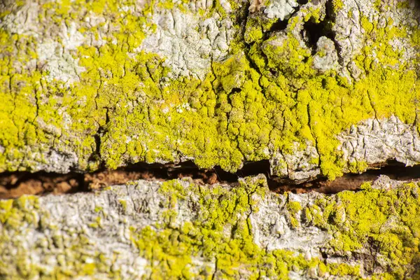 Szczegółowe Zbliżenie Rzeczywistej Struktury Makro Drzewa — Zdjęcie stockowe