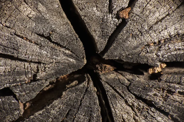 Primo Piano Dettagliato Una Vera Texture Macro Albero — Foto Stock