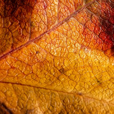 Gerçek bir makro yaprak dokusunun detaylı yakın çekimi