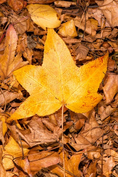 Detailed Closeup Real Macro Leaf Texture — Stock Photo, Image