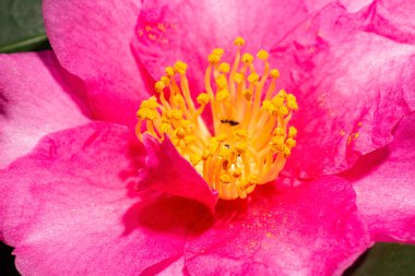 Gerçek bir makro çiçek dokusunun detaylı yakın çekimi