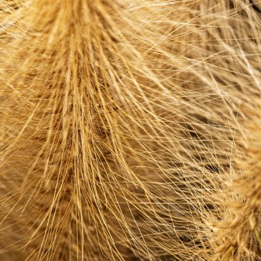 Gerçek bir makro çiçek dokusunun detaylı yakın çekimi