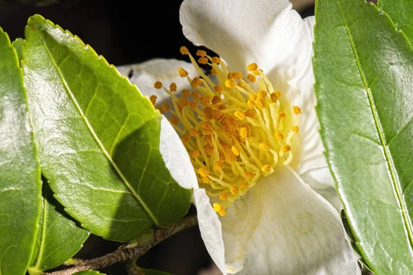 Gerçek Bir Makro Çiçek Dokusunun Detaylı Yakın Çekimi — Stok fotoğraf