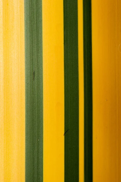 Detailed Closeup Real Macro Plant Texture — Stock Photo, Image