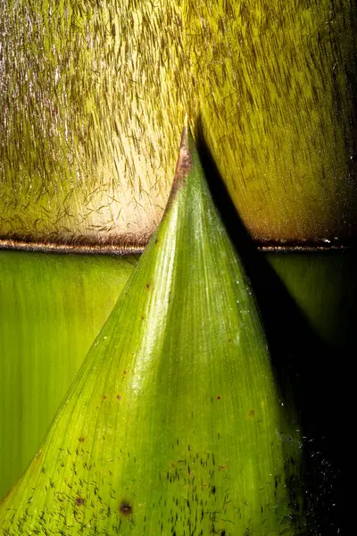 Detailed Closeup Real Macro Plant Texture — Stock Photo, Image