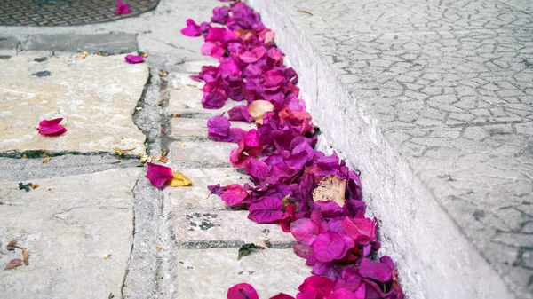 Fallen petals on the street