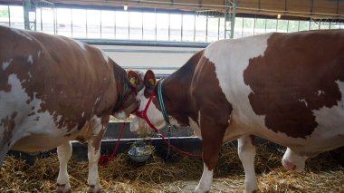 İnekler istikrarlı