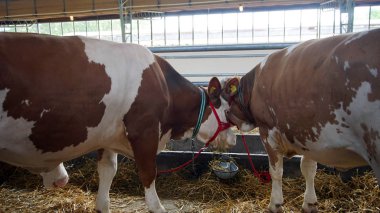 İnekler istikrarlı