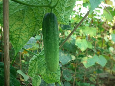 Bitkinin üzerinde salatalık asılı. Salatalık yetiştirme görüntüsü.