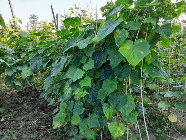 Cucumber plants supported by jute sticks in the field. Cucumber cultivation image.