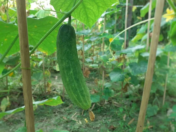 Small cucumber hanging on the plant. Cucumber cultivation image.