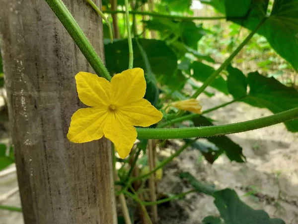 Желтый Цвет Огуречного Цветка Растении Образ Культивации Огурцов — стоковое фото