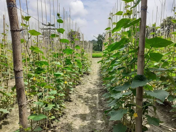 Cucumber plants supported by jute sticks in the field. Cucumber cultivation image.