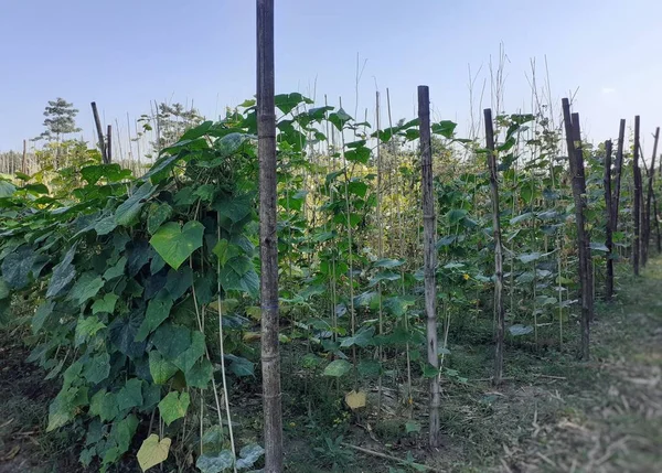 Cucumber plants supported by jute sticks in the field. Cucumber cultivation image.