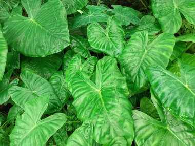 Yeşil kolocasia esculenta veya taro bitkileri. Taro yaprakları sebze olarak da yenilebilir..
