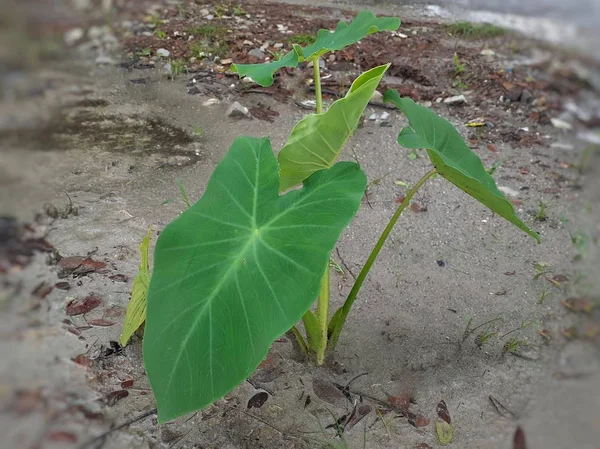 Colocasia Esculenta Taro Plant Taro Leaves Can Also Eaten Vegetable — Stockfoto