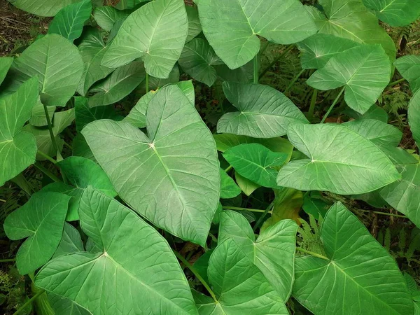 Colocasie Verte Esculenta Taro Plantes Les Feuilles Taro Peuvent Également — Photo