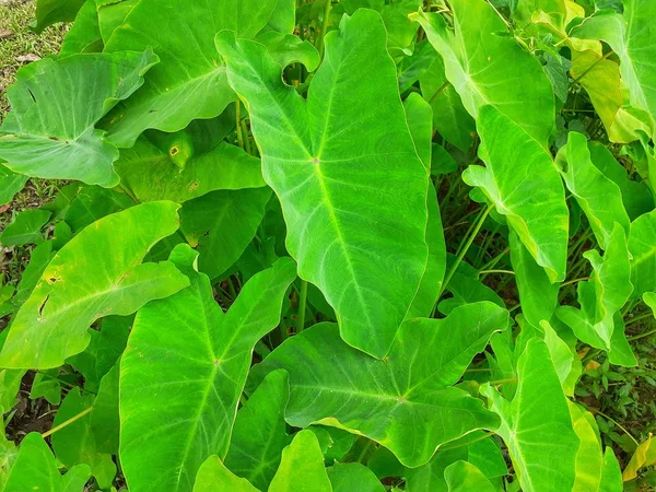 Zielone Rośliny Kolocasia Esculenta Lub Taro Liście Taro Mogą Być — Zdjęcie stockowe