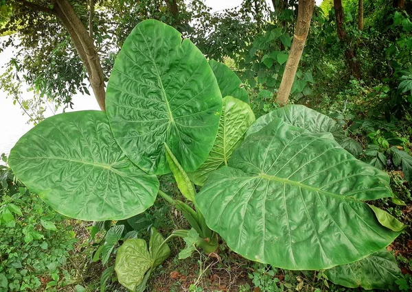 大きなコロカシアEsculentaまたはタロイモの植物や葉 野菜としても食べられる太郎の葉 — ストック写真