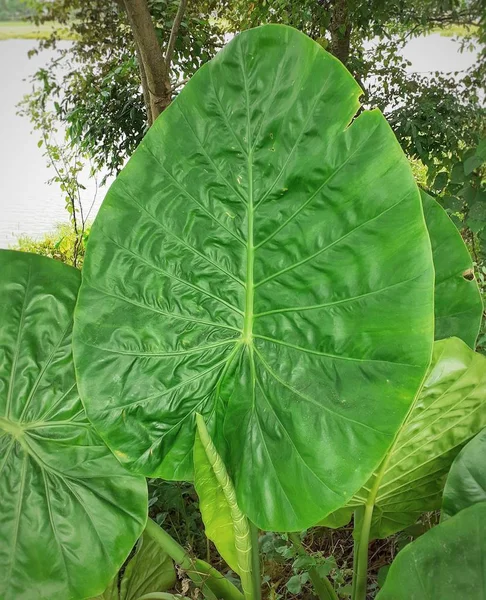 Hojas Grandes Colocasia Esculenta Taro Las Hojas Taro También Pueden — Foto de Stock