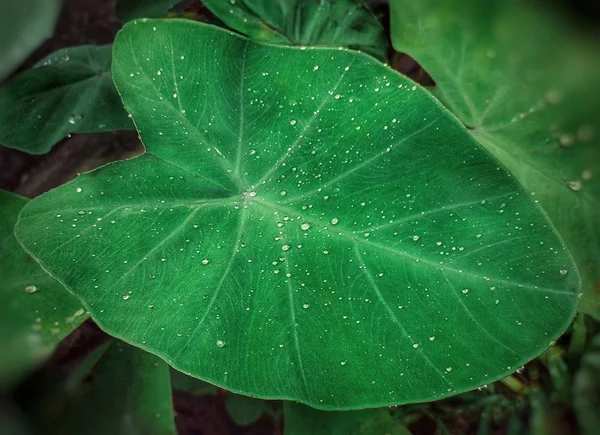 Gouttes Eau Fraîche Sur Une Feuille Verte Colocasie Esculenta Taro — Photo