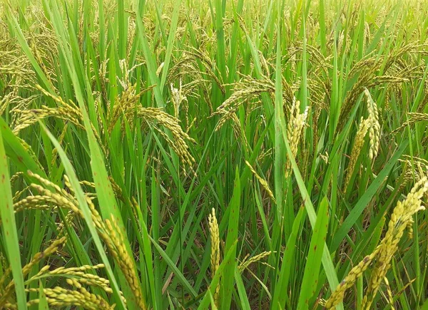 Rice plants in the field. Rice cultivation in Assam, India. Unripe rice plant background