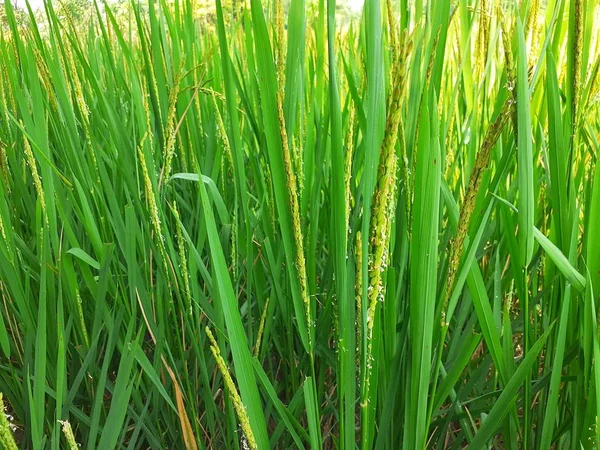 Imagen Cerca Las Plantas Arroz Verde Campo Cultivo Arroz Assam —  Fotos de Stock