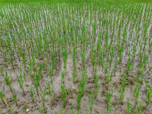 Маленькие Рисовые Растения Поле Культивирование Риса Ассаме Индия Молодые Растения — стоковое фото