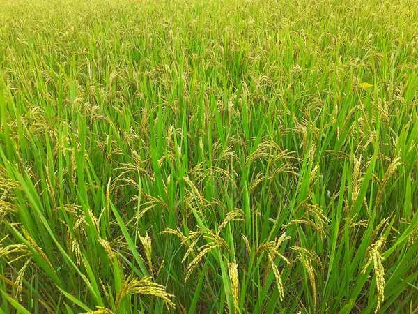 Plantas Arroz Campo Cultivo Arroz Assam Índia Fundo Planta Arroz — Fotografia de Stock