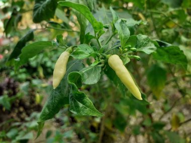 İki sarı biber ya da bitkide yetişen kırmızı biber..