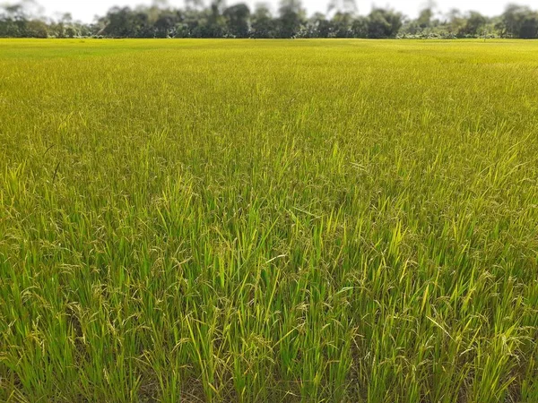 稻种在田里 印度阿萨姆的水稻种植 未成熟水稻背景 — 图库照片