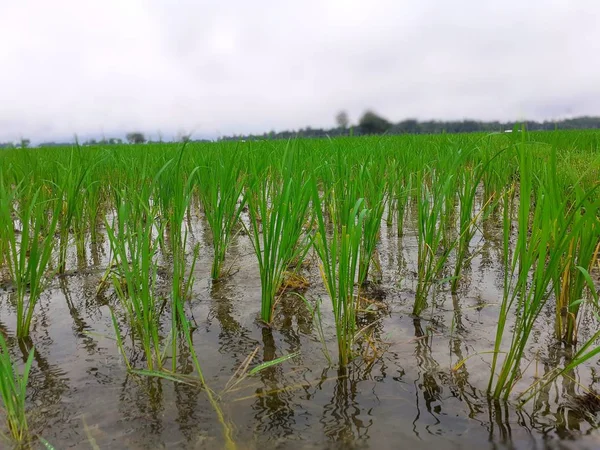 Закрыть Изображение Маленьких Зеленых Рисовых Растений Поле Водой Культивирование Риса — стоковое фото
