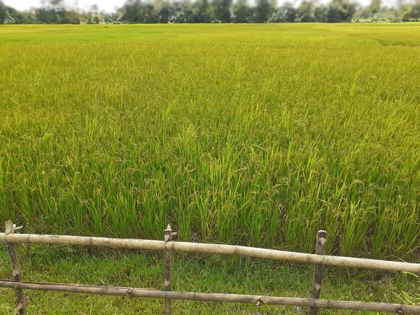 稻种在田里 印度阿萨姆的水稻种植 未成熟水稻背景 — 图库照片