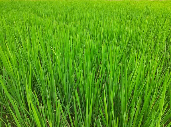 Green rice plants in the field. Rice cultivation in Assam, India. Unripe rice plant background