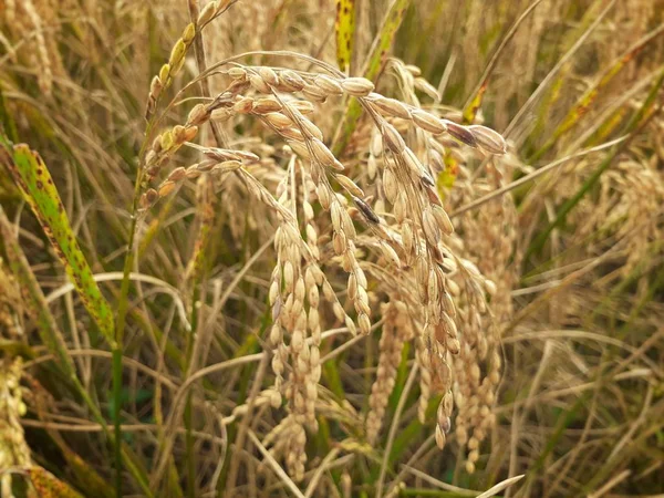 田里成熟水稻植株的近视图像 印度阿萨姆的水稻种植 — 图库照片
