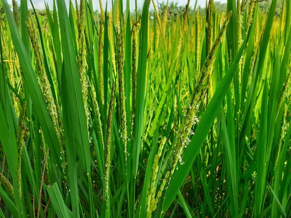 Imagen Cerca Las Plantas Arroz Verde Campo Cultivo Arroz Assam —  Fotos de Stock