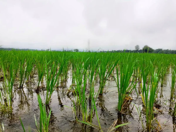 水稻田小绿苗的近景 印度阿萨姆的水稻种植 — 图库照片