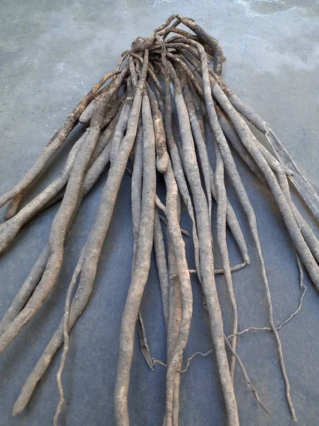 Shatavari Asparagus Racemosus Floor Plant Used Traditional Indian Medicine Root — ストック写真