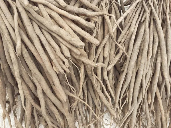 Shatavari Nebo Chřest Racemosus Rostlina Používaná Tradiční Indické Medicíně Kořen — Stock fotografie