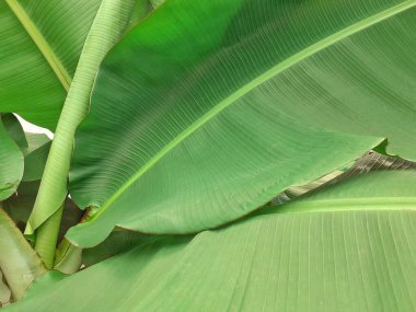 Yeşil muz yaprağı arka planı. Muz yaprağı kapatma görüntüsü