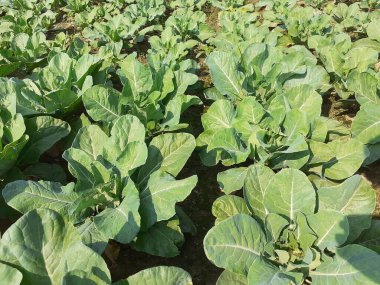 Karnabahar bitkileri tarlada. Karnabahar yetiştirme resmi