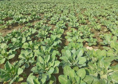 Karnabahar bitkileri tarlada. Karnabahar yetiştirme resmi